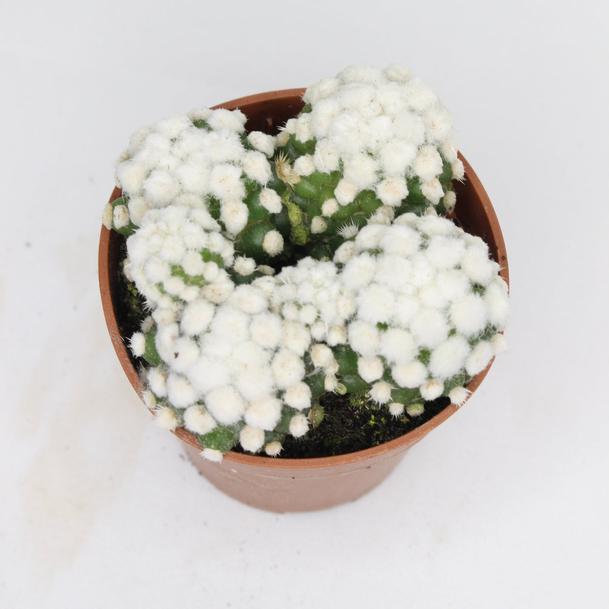 cactus-decorativo-interior