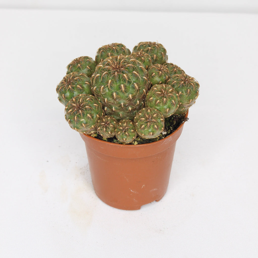 cactus-sulcorebutia-totorensis