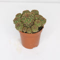 cactus-sulcorebutia-totorensis