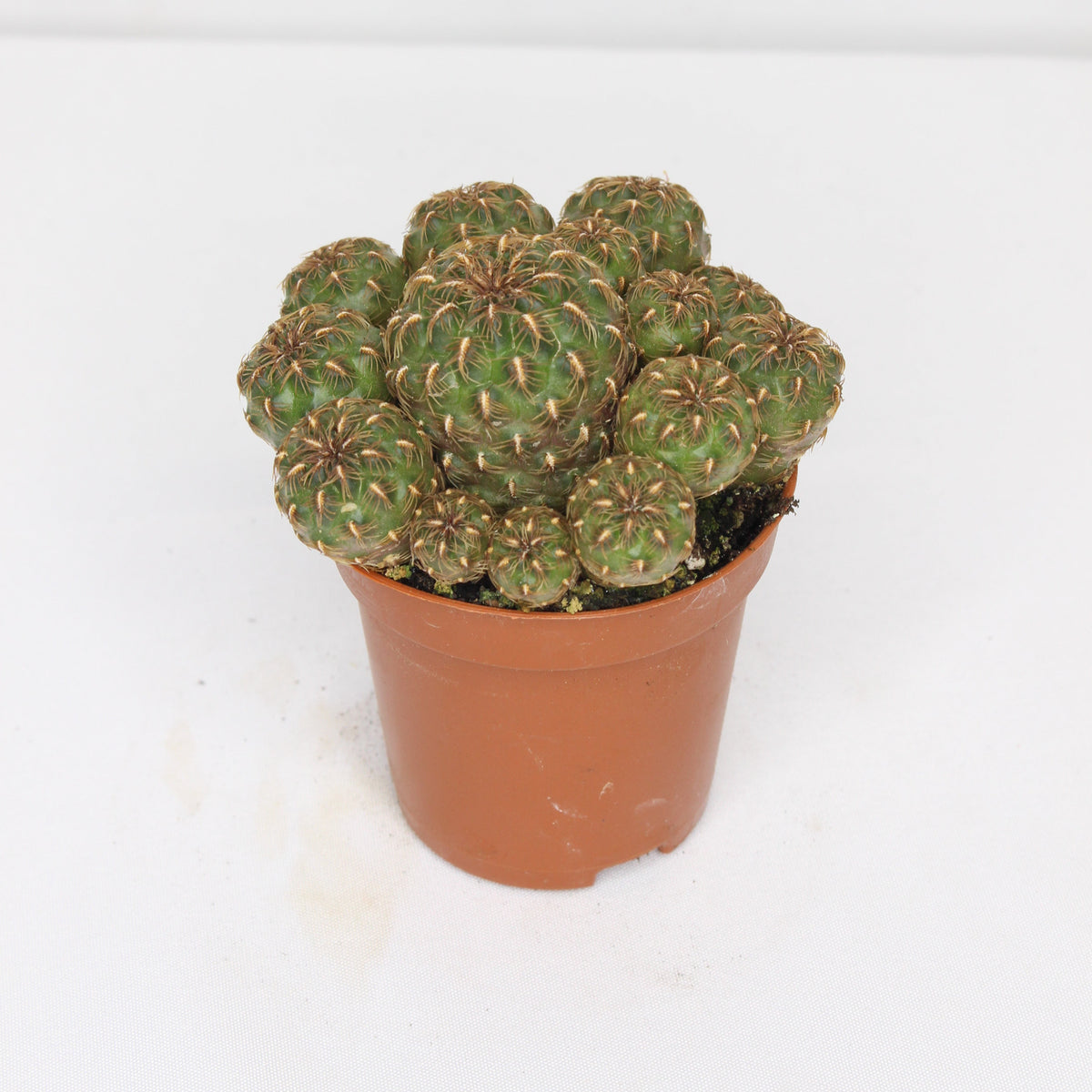 cactus-sulcorebutia-totorensis