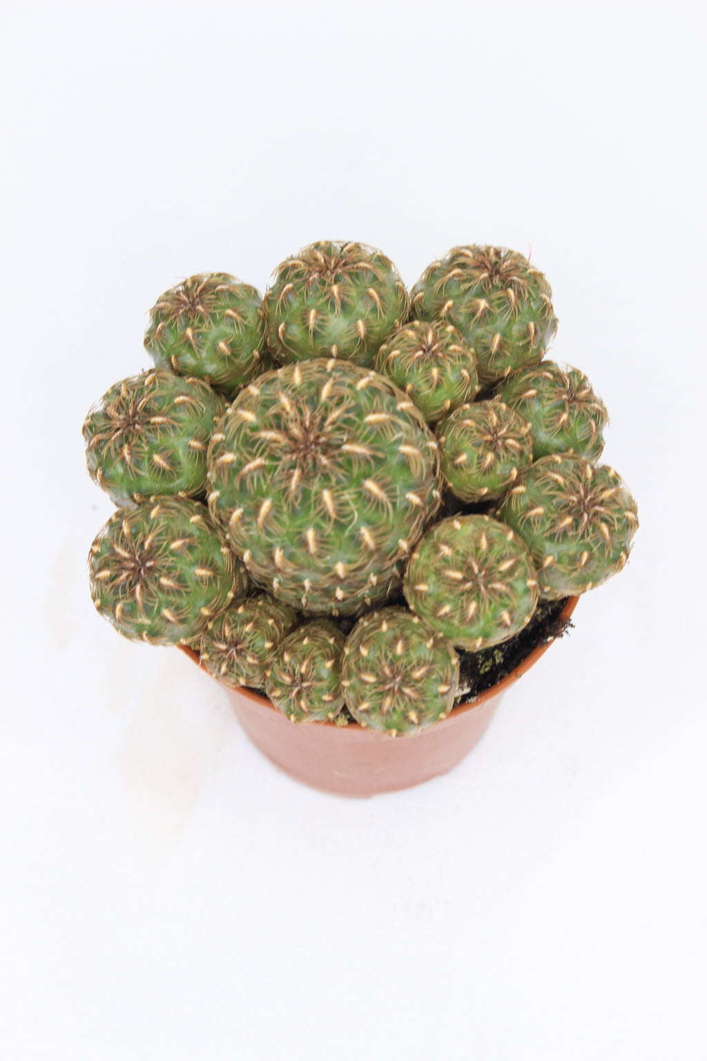 cactus-decorativo-interior