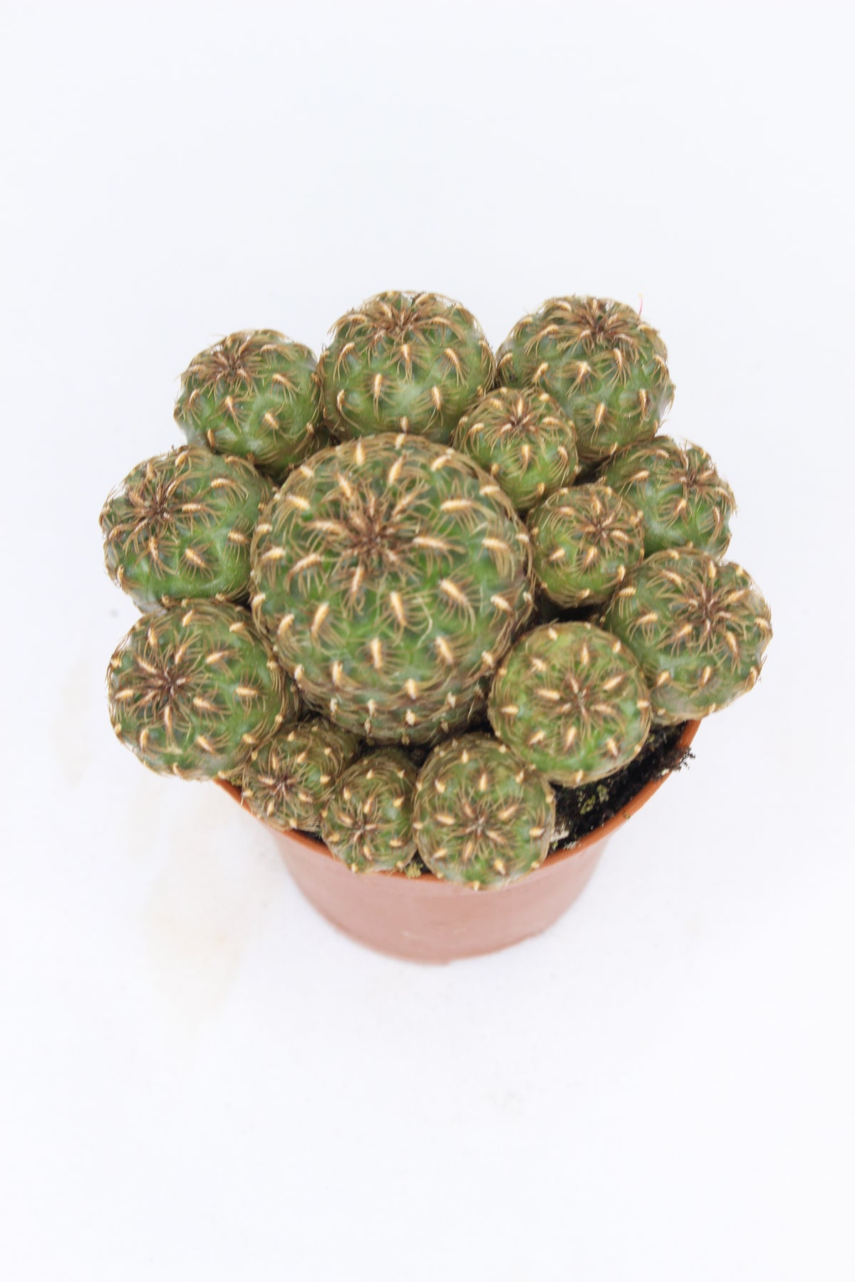 cactus-decorativo-interior