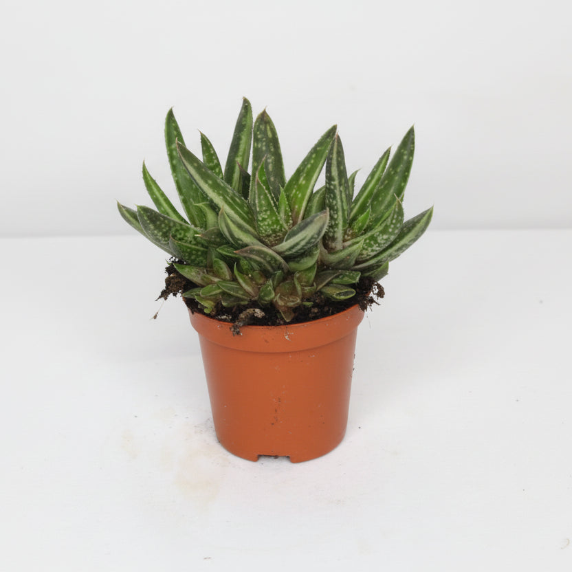 gasteraloe-hibrido