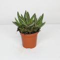 gasteraloe-hibrido