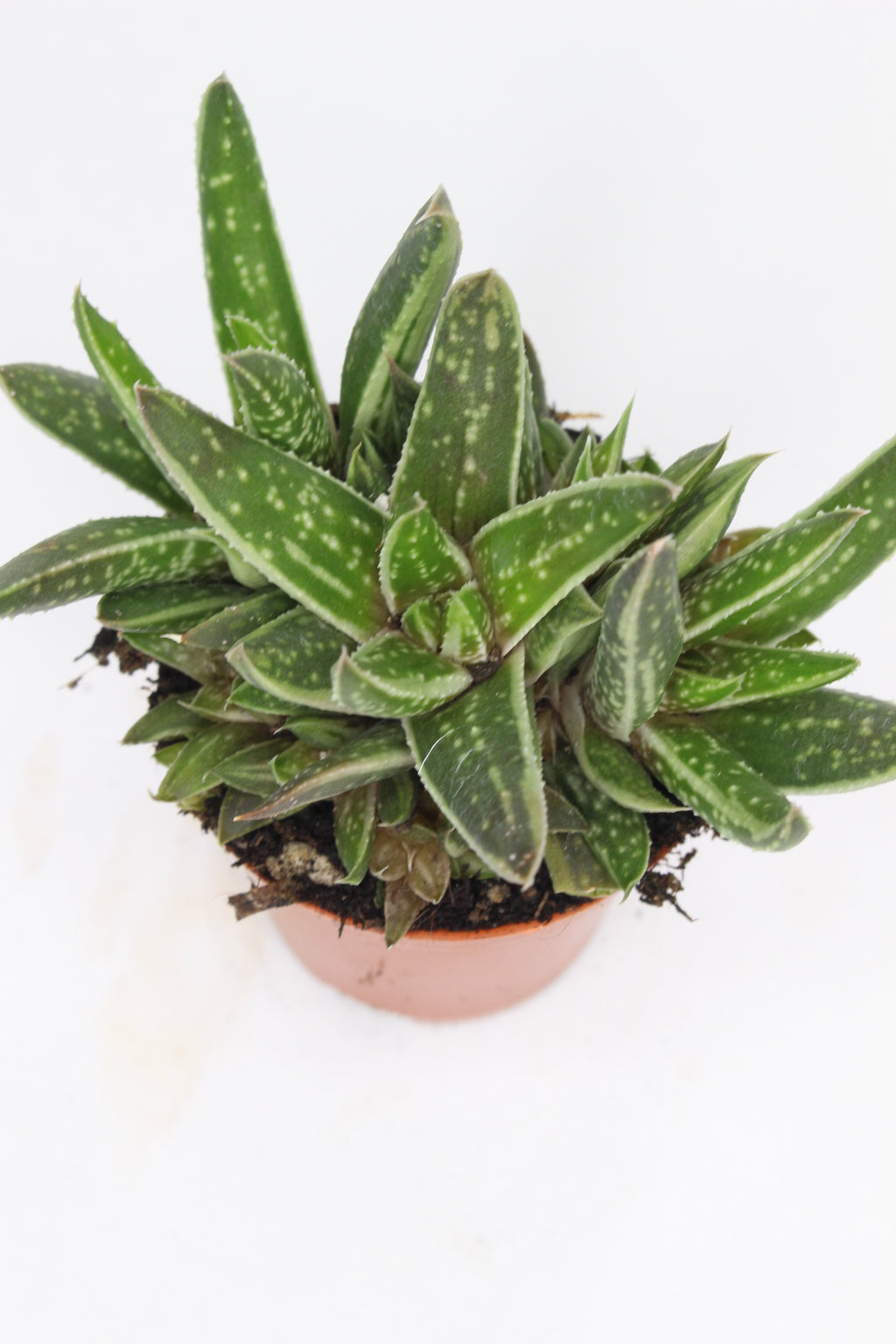 planta-decorativa