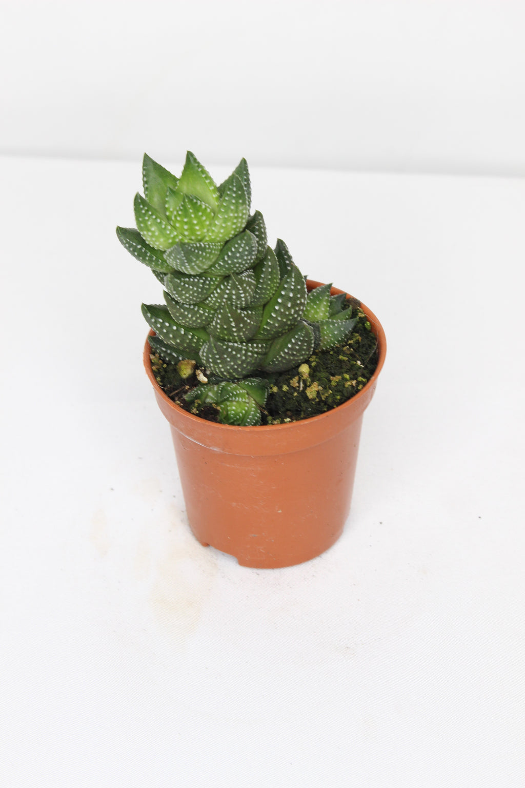 haworthia-coarctata
