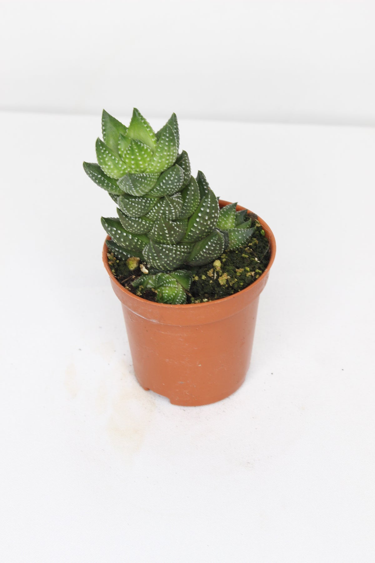 haworthia-coarctata
