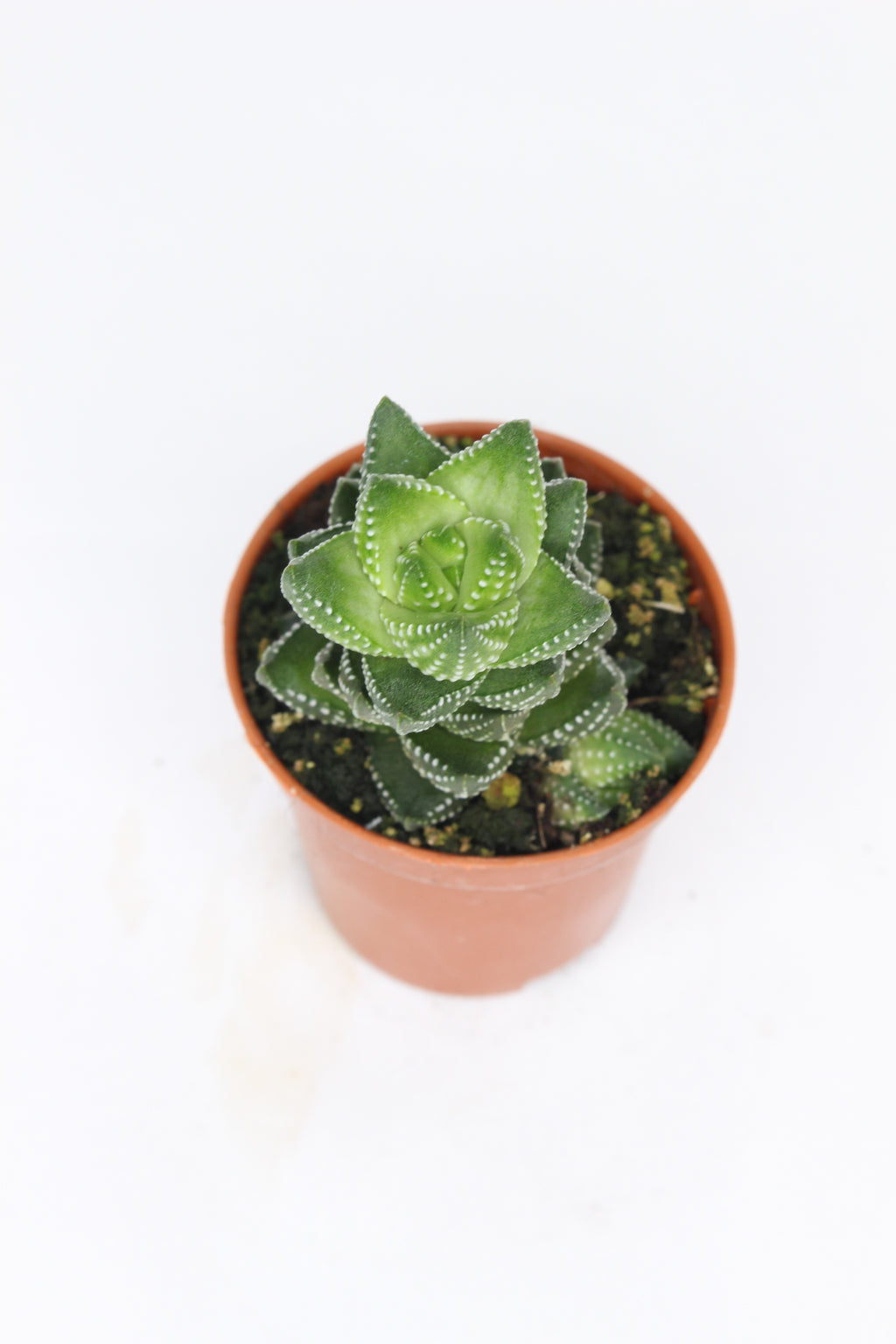 planta-decorativa