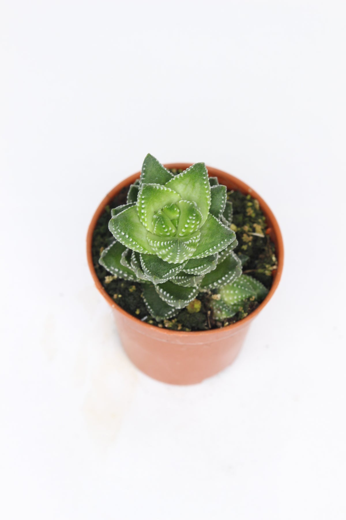 planta-decorativa