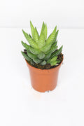 haworthia-fasciata