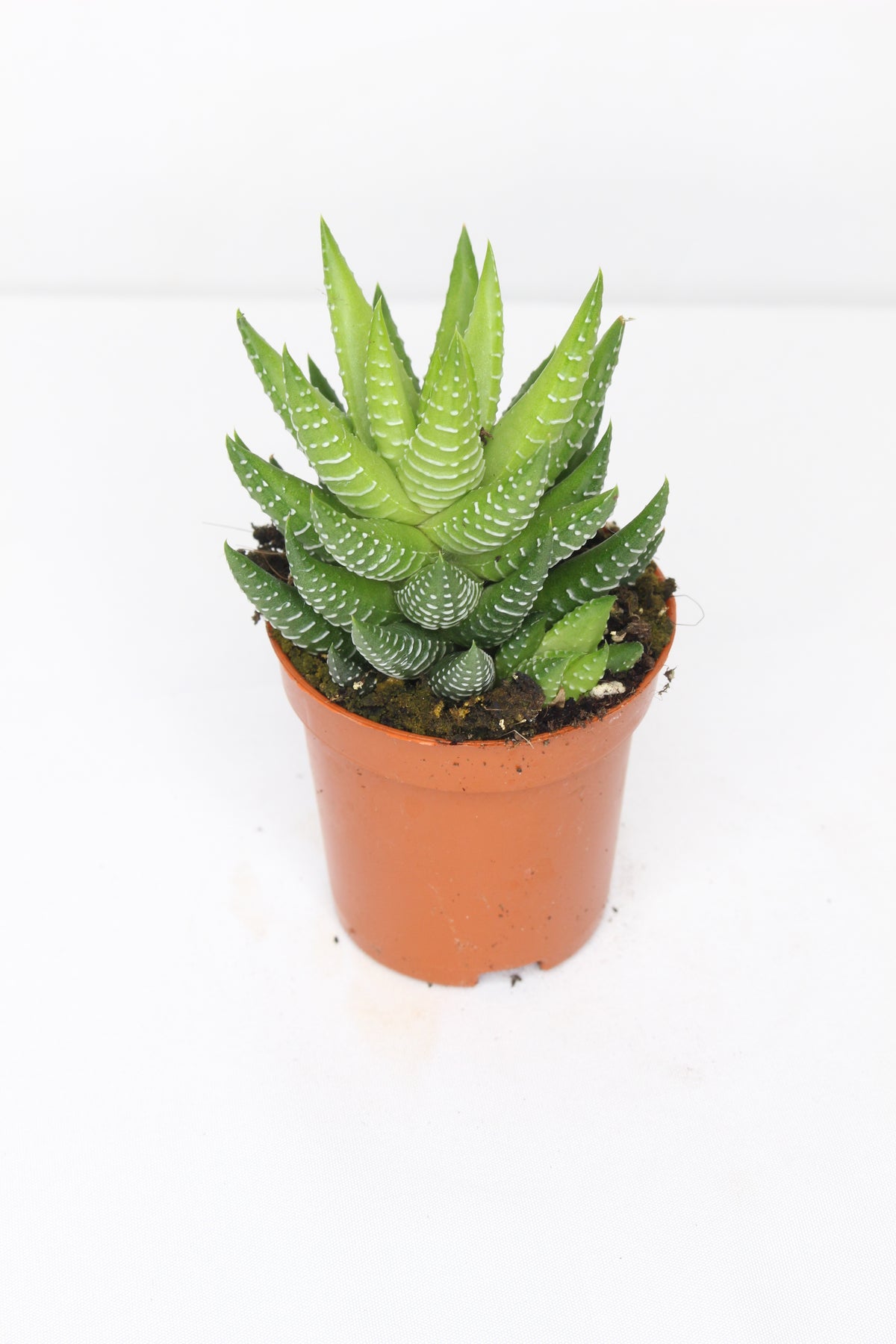 haworthia-fasciata