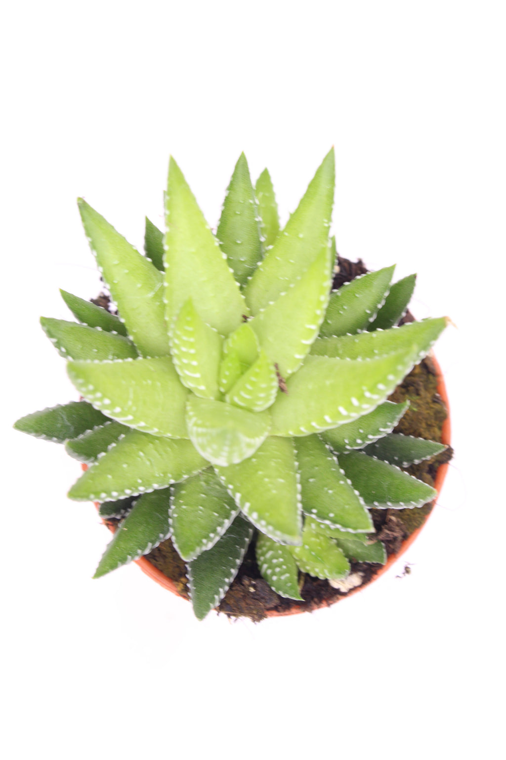 planta-decorativa