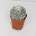 cactus-mammillaria-haageana