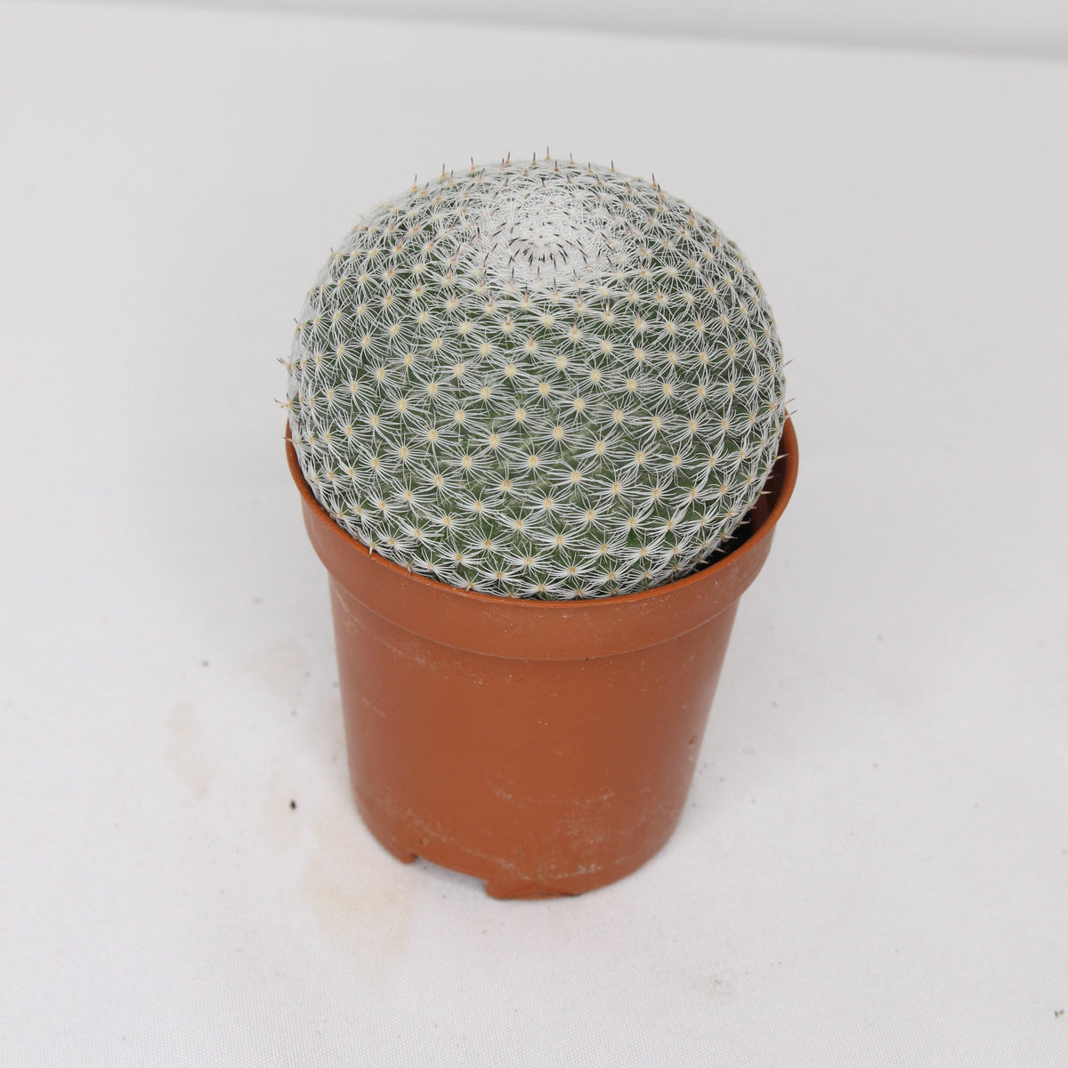 cactus-mammillaria-haageana