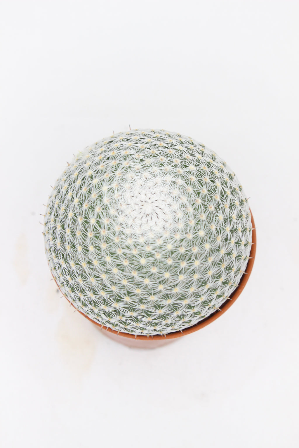 cactus-decorativo-interior