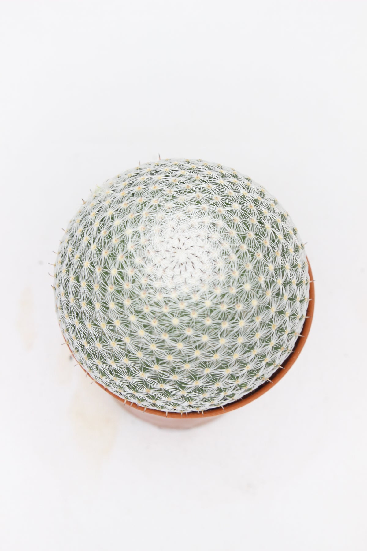 cactus-decorativo-interior