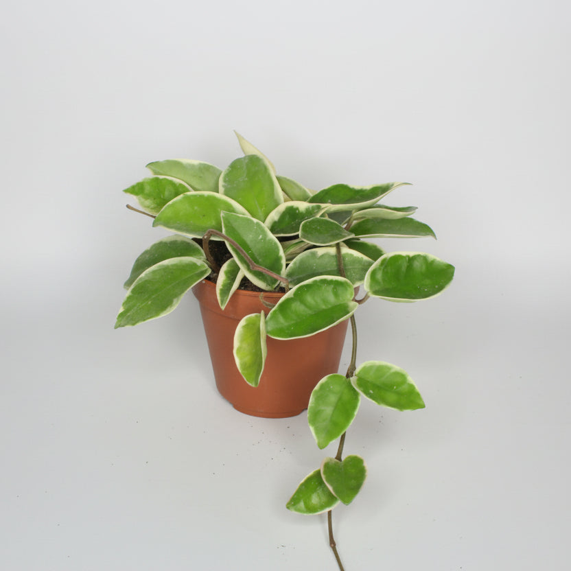 hoya-carnosa-krimson-queen-planta-interior