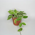 hoya-carnosa-krimson-queen-planta-interior