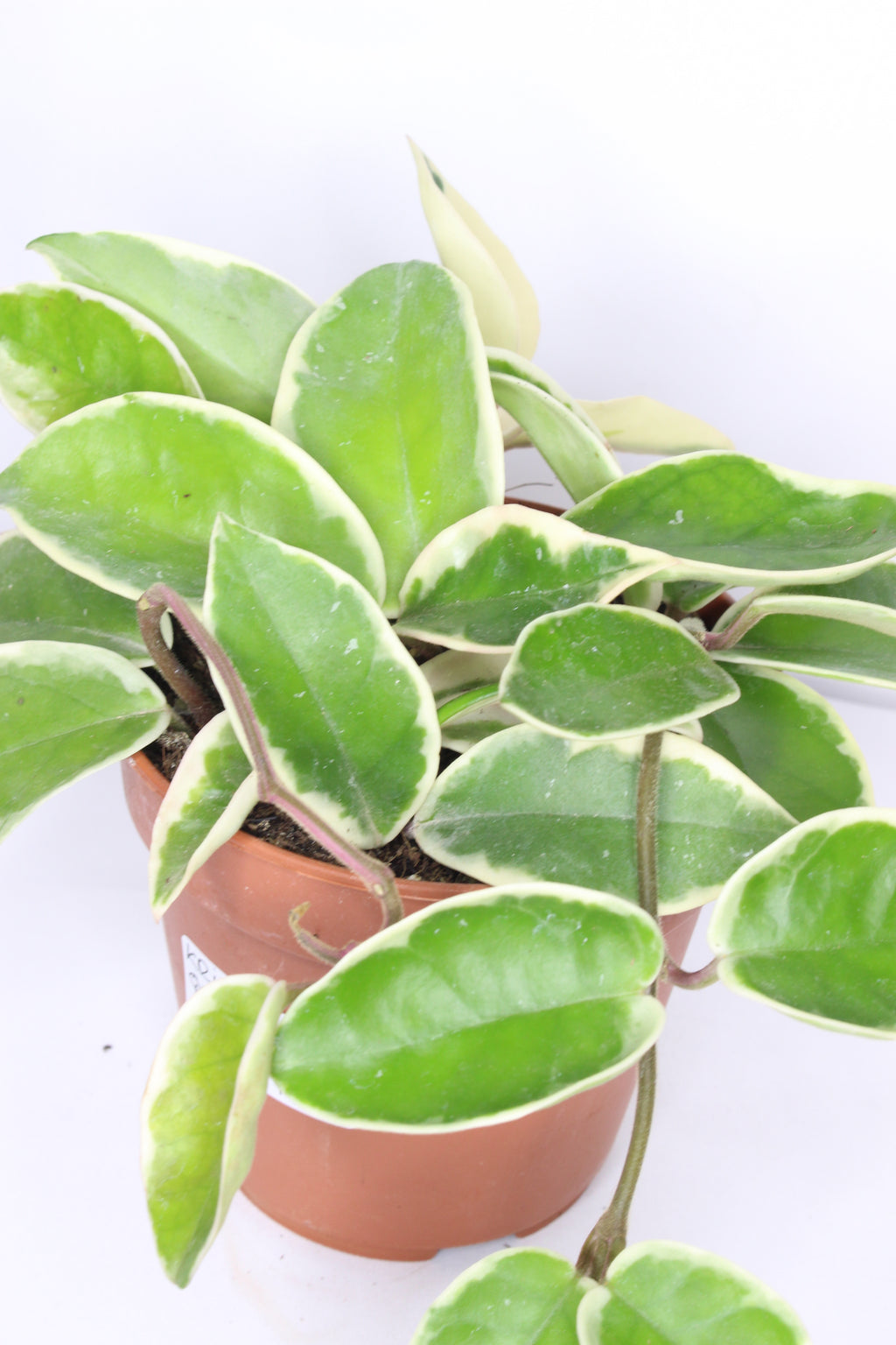 hoya-carnosa-krimson-queen-planta-tropical