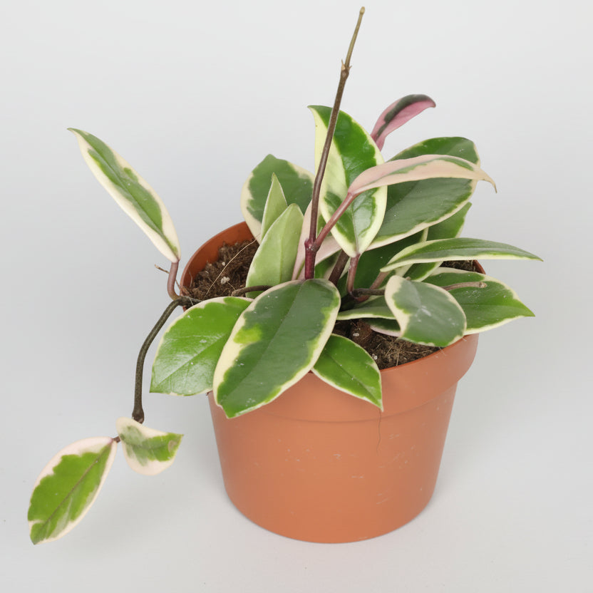 hoya-carnosa-flamingo-planta-interior