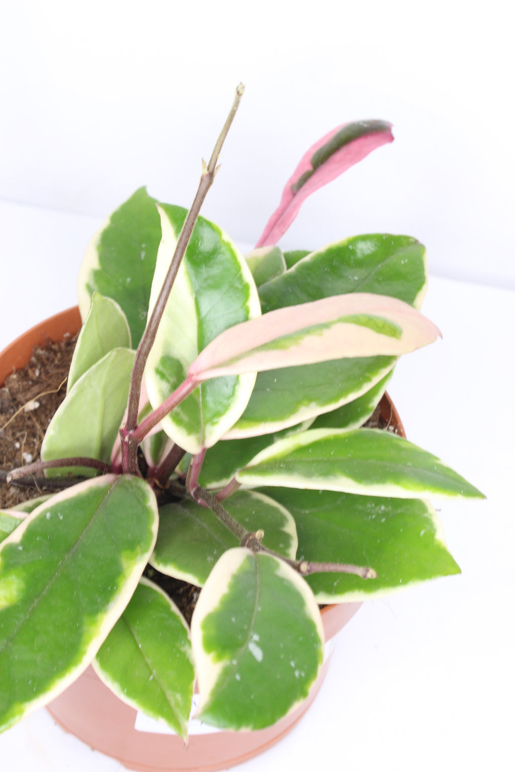 hoya-carnosa-flamingo-hojas-rosadas