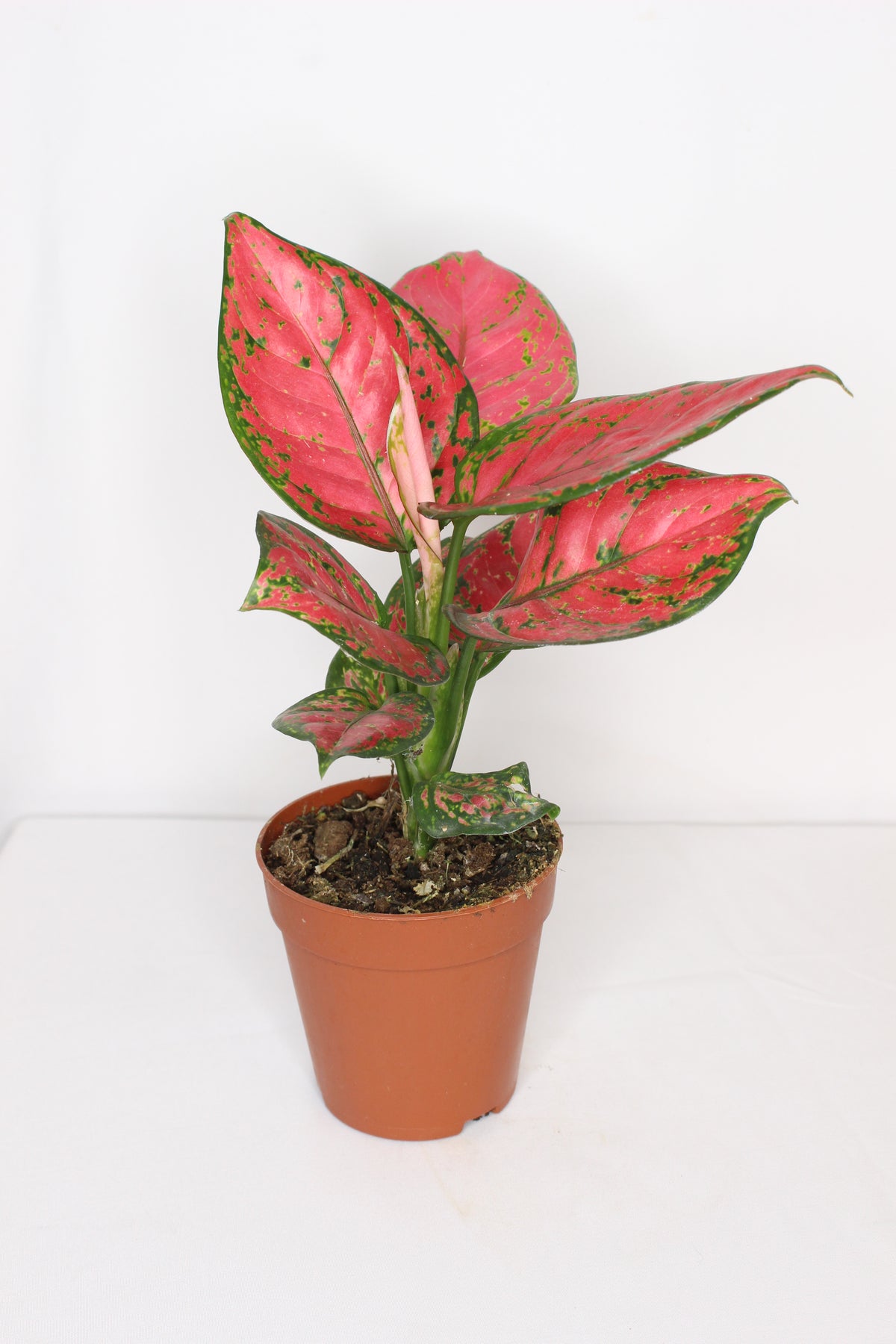 aglaonema cherry baby en maceta