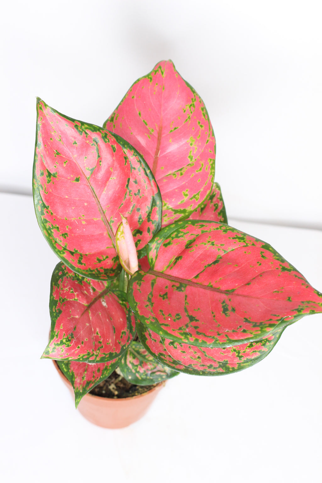 aglaonema cherry baby planta interior