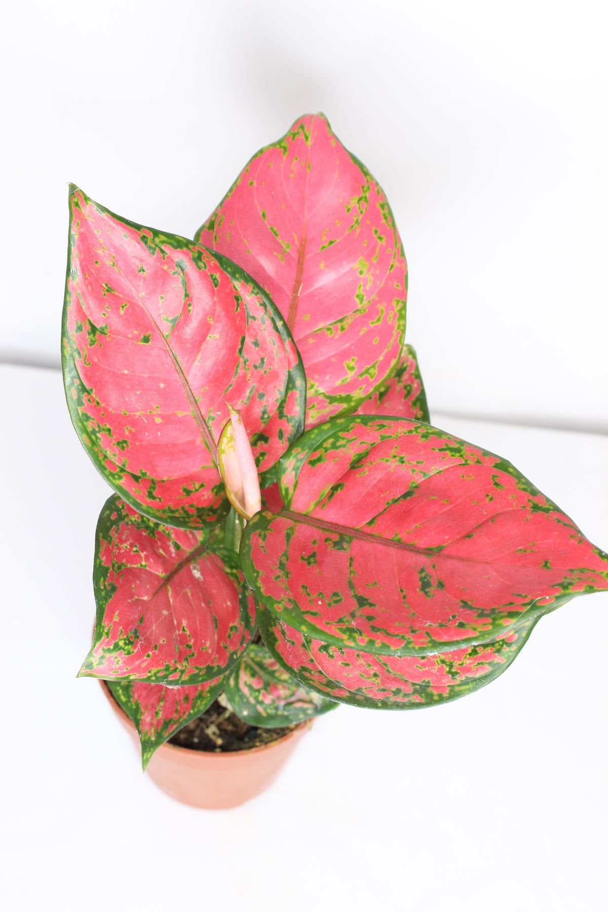 aglaonema cherry baby planta interior