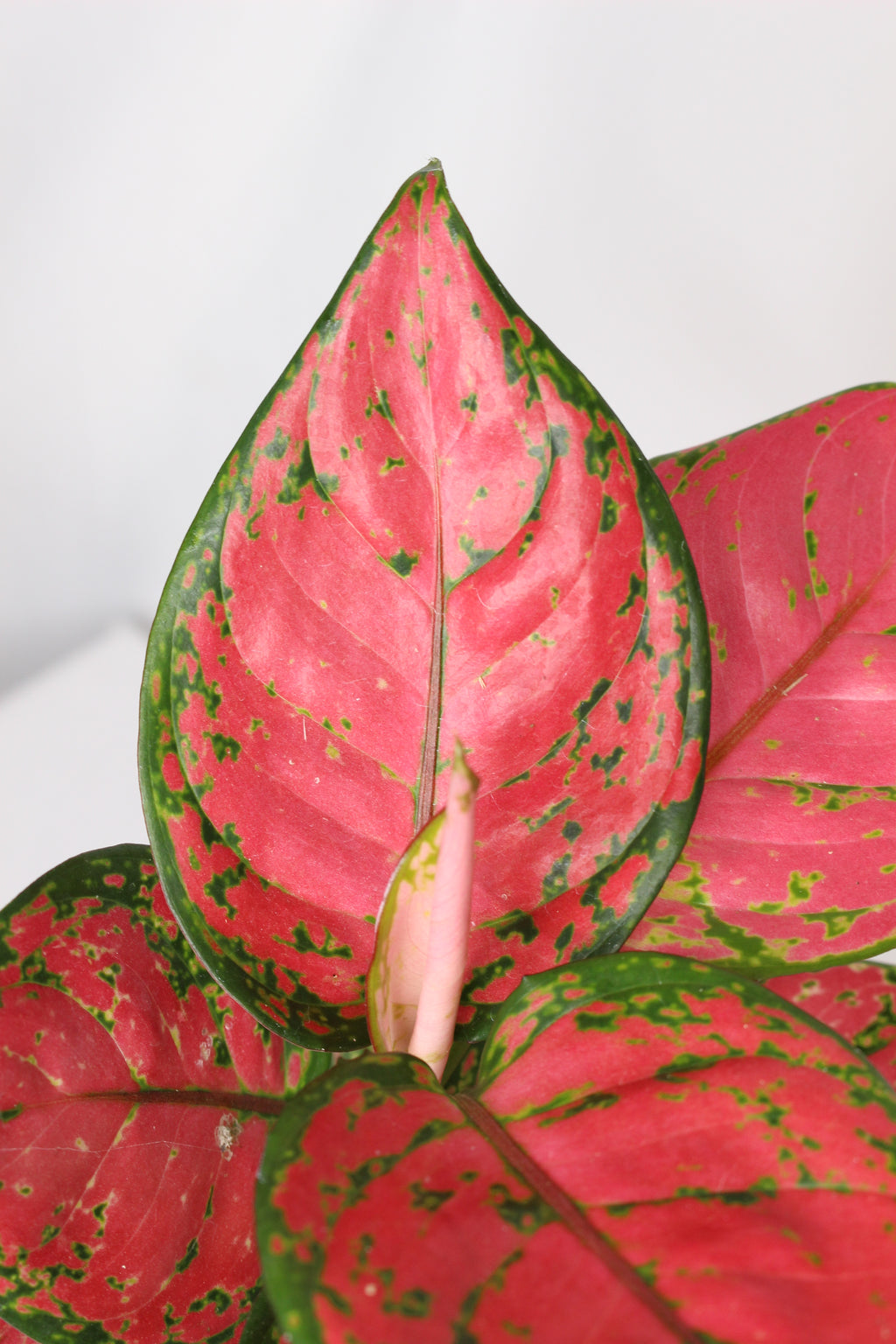 planta aglaonema cherry baby decorativa
