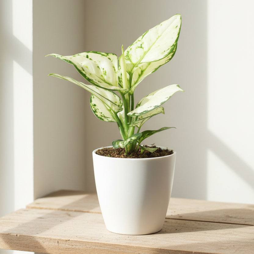 aglaonema white joy hojas blancas