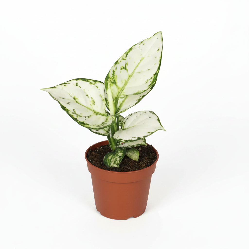aglaonema white joy planta interior