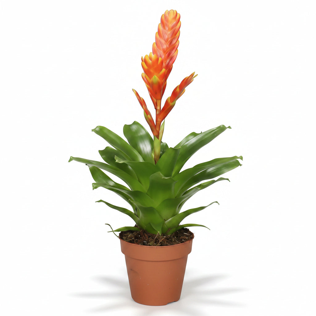 bromelia vriesea flame naranja planta interior