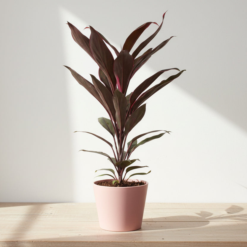 planta cordyline tango decorativa