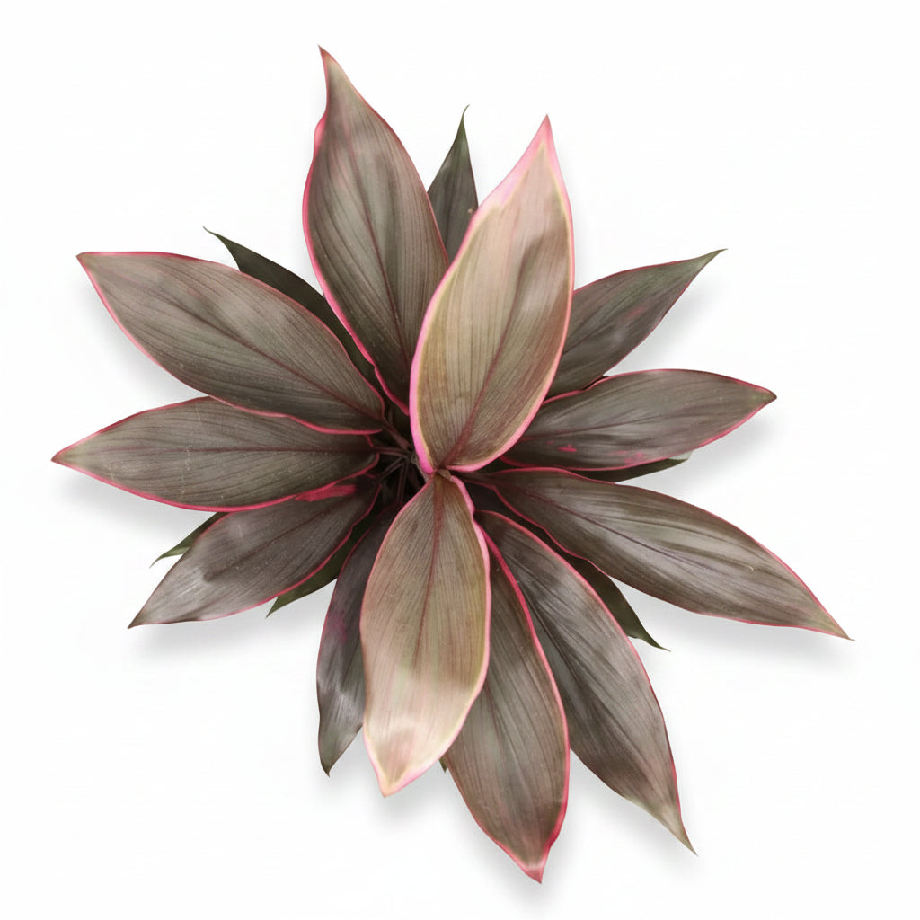 cordyline tango planta interiorcordyline tango planta interior
