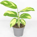 ctenanthe lubbersiana golden mosaic mini planta interior