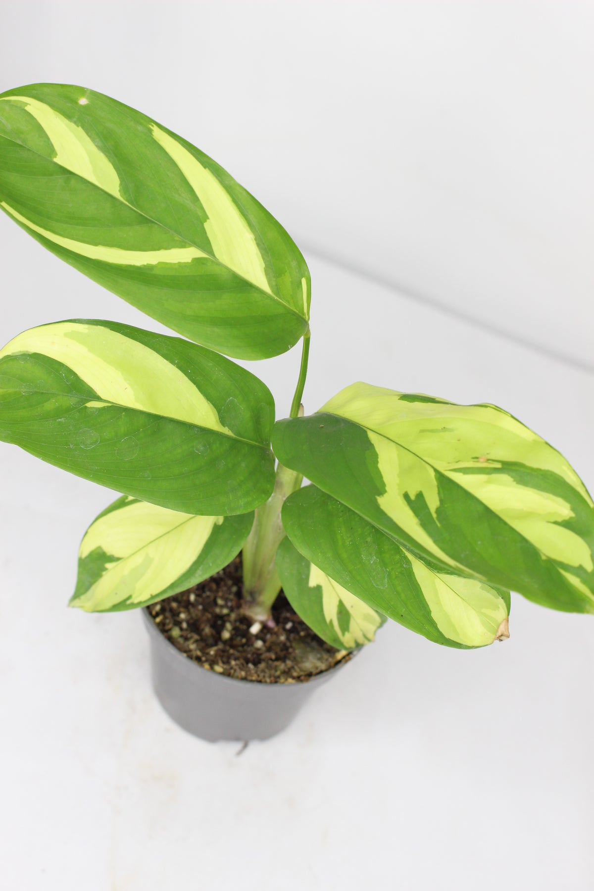 planta ctenanthe golden mosaic mini decorativa