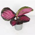calathea roseopicta rosy mini planta interior