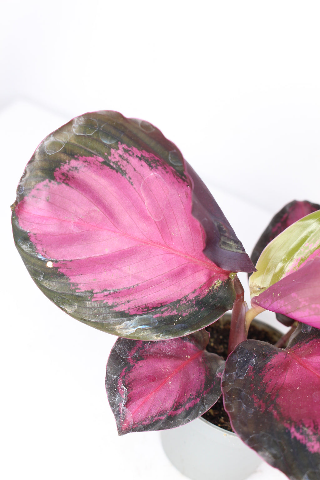 calathea roseopicta rosy mini decoración