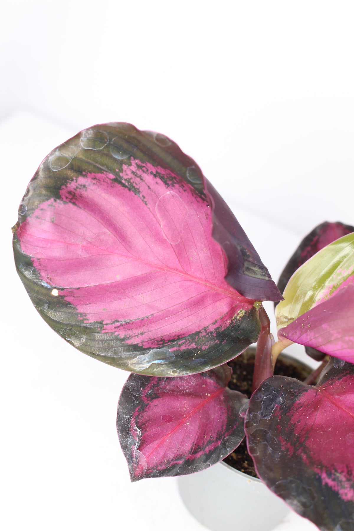 calathea roseopicta rosy mini decoración
