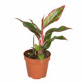 aglaonema flame hojas rojas