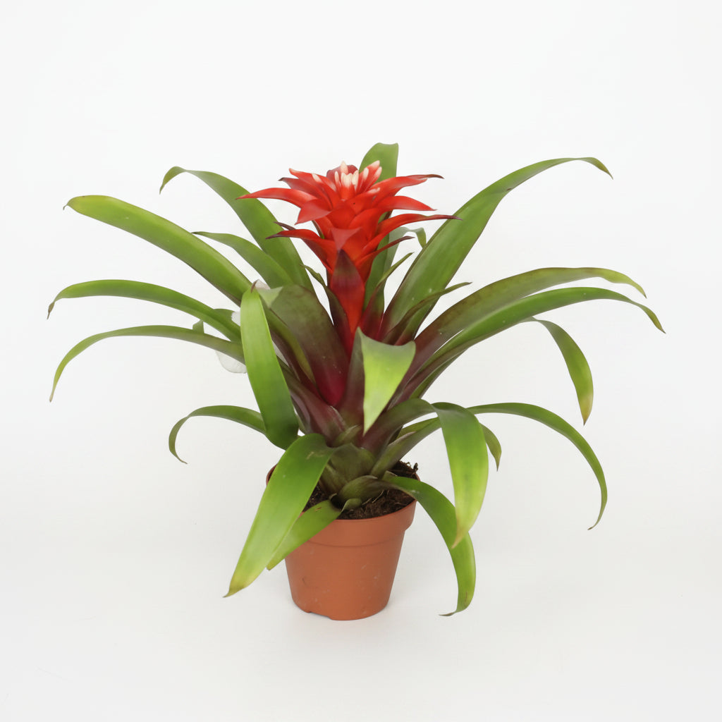 bromelia-guzmania-roja