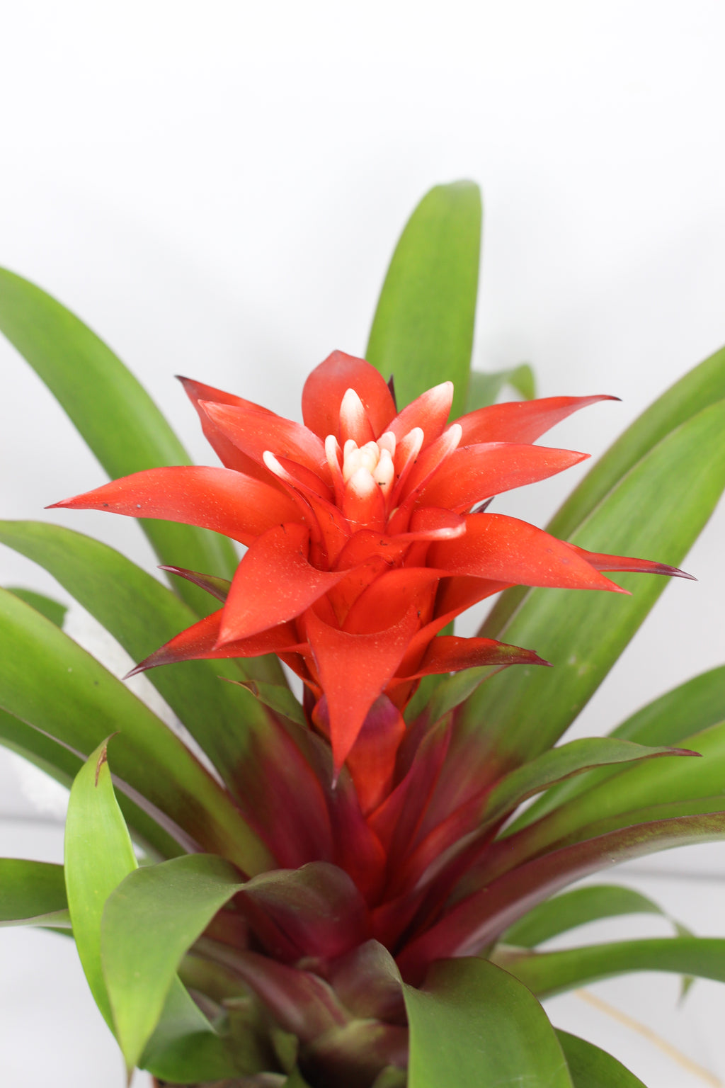 guzmania-flor-roja