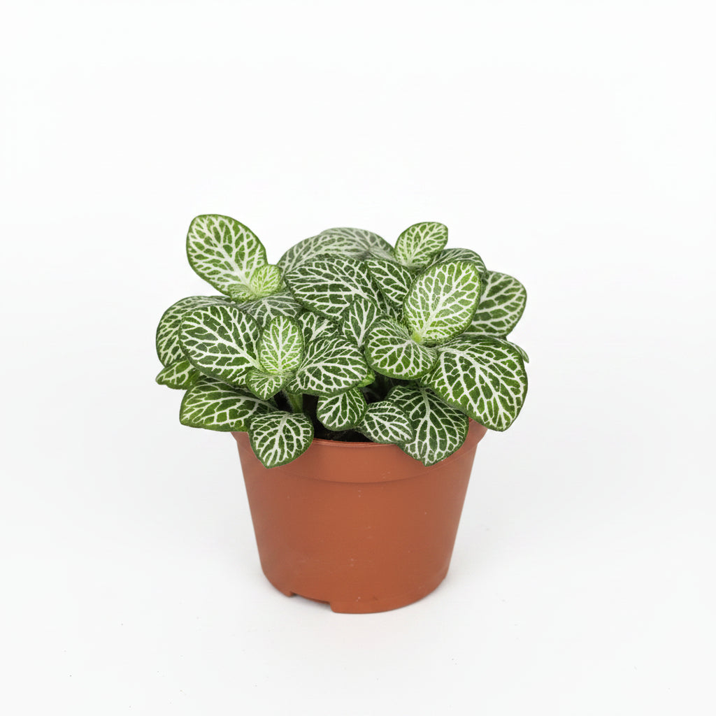 ittonia nervaduras blancas