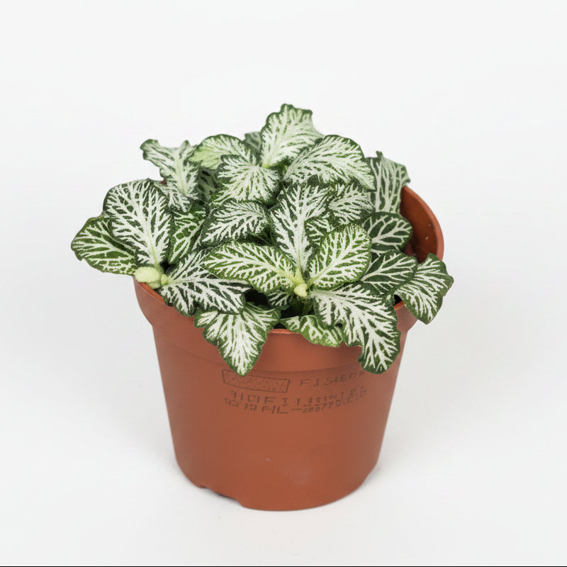 planta de interior pequeña