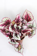 begonia rex beleaf planta interior