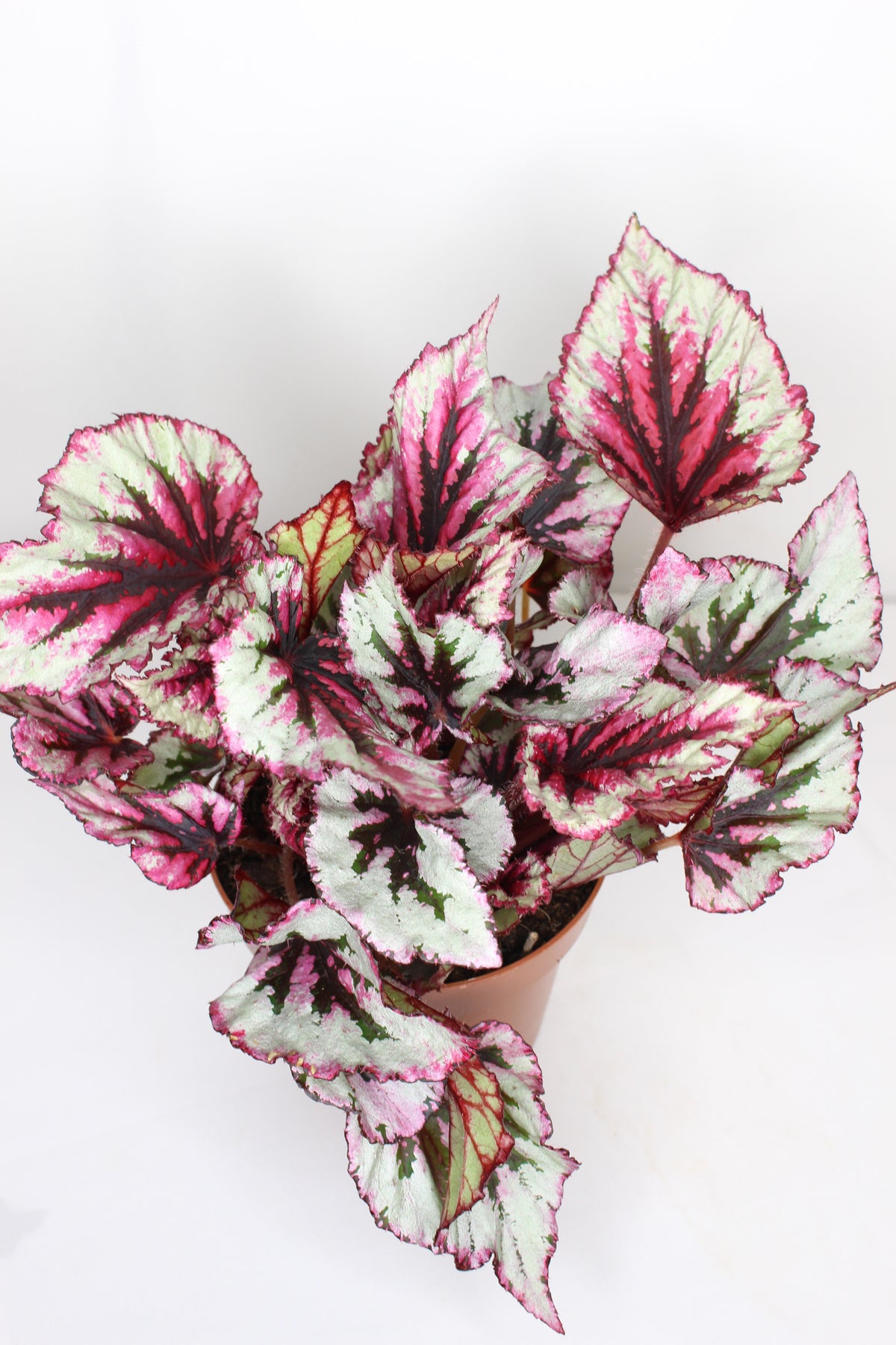 begonia rex beleaf planta interior