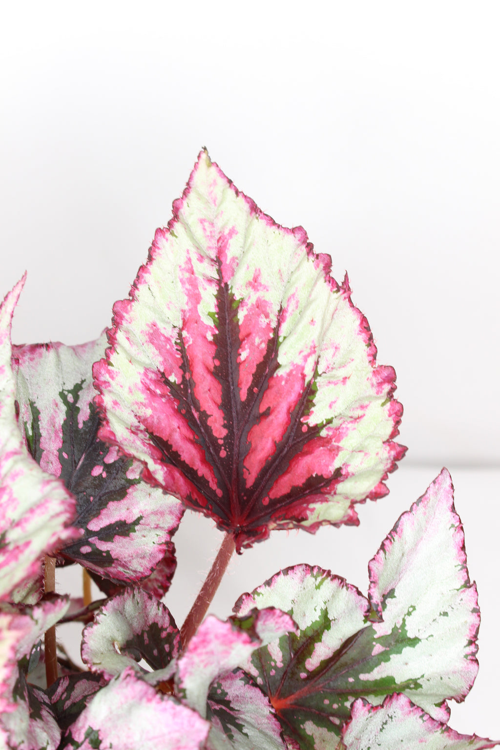 begonia rex beleaf hojas coloridas