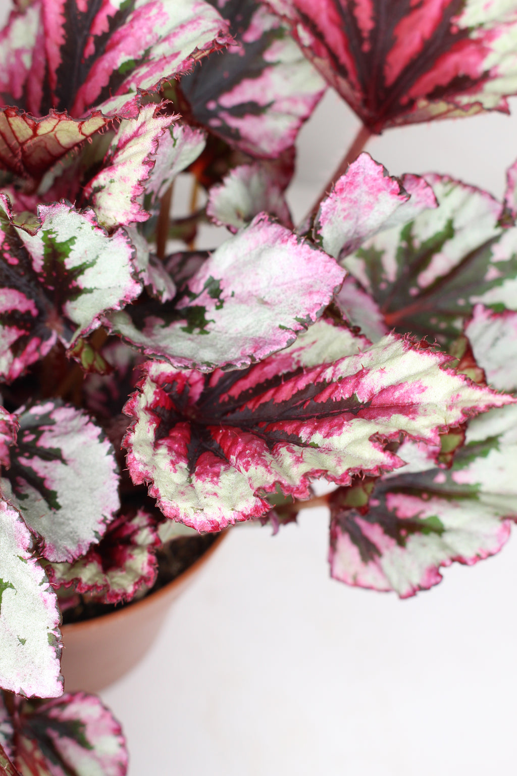 begonia rex beleaf en maceta