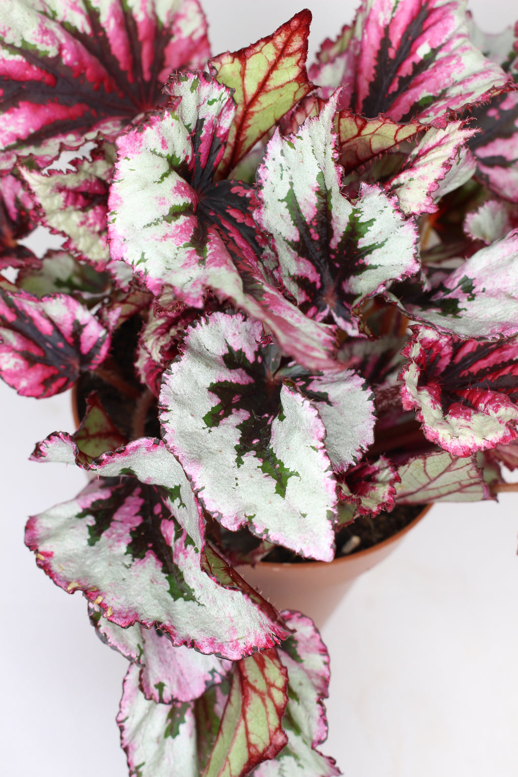 planta begonia rex beleaf decorativa