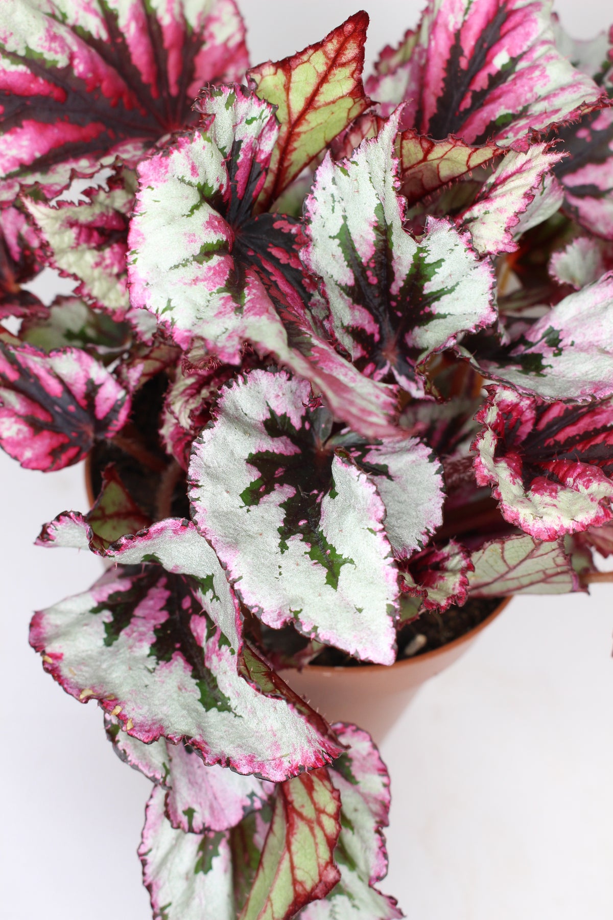 planta begonia rex beleaf decorativa